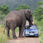 Vodiči pozor, nezrazte slona!